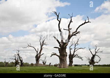 Ständigen tot Eichen, Mundon, Essex. Stockfoto