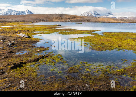 Eis schmelzen Teich in der Nähe von New York London historische Stätte über Kongsfjorden von Ny Alesund, Kongsfjorden, Spitzbergen, Norwegen Stockfoto