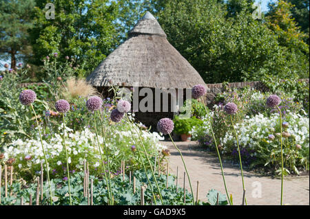 Elefant-Knoblauch (Allium Ampeloprasum) von einem Thatched Dach Sommerhaus im Obst- und Gemüsegarten am RHS Rosemoor in Devon Stockfoto