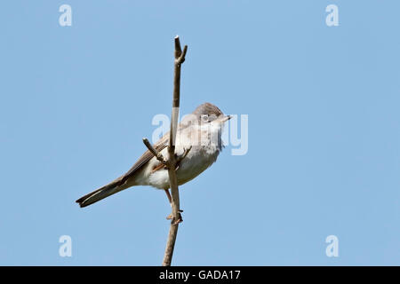 Gemeinsame Whitethorat (Sylvia Communis) Männchen gehockt Bramble und singen in der Zucht Territorium, Norfolk, England, kann Stockfoto