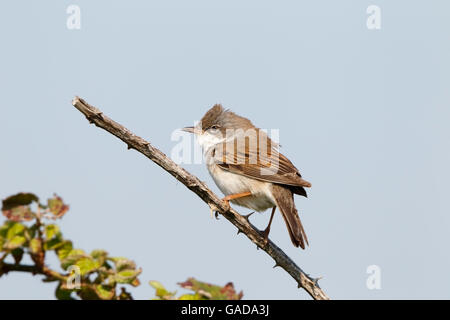 Gemeinsame Whitethorat (Sylvia Communis) Männchen gehockt Bramble und singen in der Zucht Territorium, Norfolk, England, kann Stockfoto