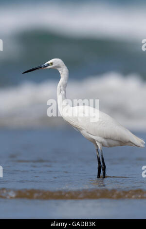 Seidenreiher (Egretta Garzetta), Stand am Ufer, Eboli, Kampanien, Italien Stockfoto