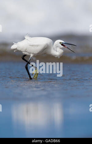 Seidenreiher (Egretta Garzetta), ernähren sich von Fishlet, Eboli, Kampanien, Italien Stockfoto