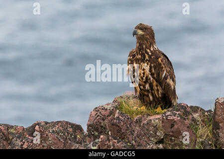 Seeadler (Haliaeetus Horste), juvenile thront auf einem Felsen, Hamningberg, Finnmark, Norwegen Stockfoto