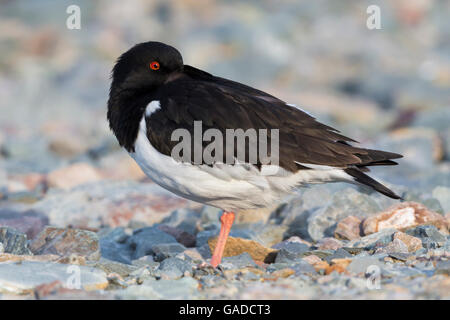 Eurasischen Austernfischer (Haematopus Ostralegus), Erwachsene stehen auf dem Boden, Båtsfjord, Finnmark, Norwegen Stockfoto