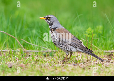 Wacholderdrossel (Turdus Pilaris), Erwachsene stehen auf dem Rasen, Oulu, Österbotten, Nordfinnland Stockfoto