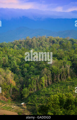 Regenwald-Ansicht auf einer Wanderung im Doi Inthanon Nationalpark, Chiang Mai, Thailand Stockfoto