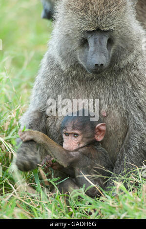 Olive Pavian mit Baby (Cynocephalus Papio Anubis), Serengeti Nationalpark, Tansania Stockfoto