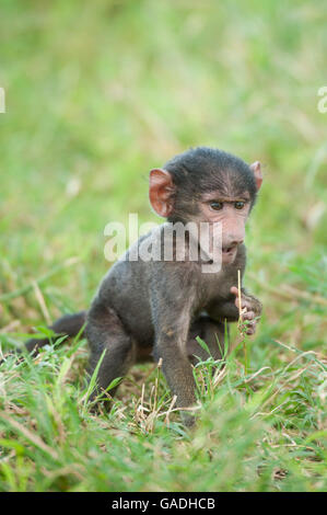 Olive Babypavian (Papio Cynocephalus Anubis), Serengeti Nationalpark, Tansania Stockfoto