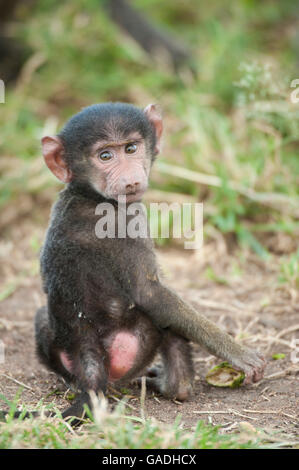 Olive Babypavian (Papio Cynocephalus Anubis), Serengeti Nationalpark, Tansania Stockfoto