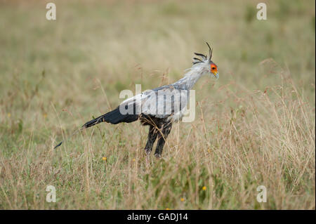 Secretarybird (Sagittarius Serpentarius), Serengeti Nationalpark, Tansania Stockfoto