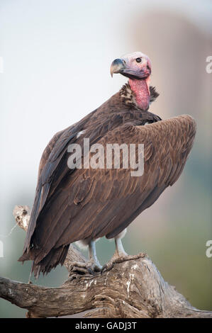 Ohrengeier-faced Vulture (Torgos Tracheliotos), Serengeti Nationalpark, Tansania Stockfoto