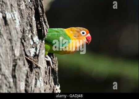 Fischers Lovebird an seinem Nest (Agapornis Fischeri), Serengeti Nationalpark, Tansania Stockfoto