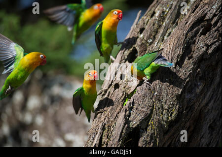 Fischers unzertrennliche (Agapornis Fischeri), Serengeti Nationalpark, Tansania Stockfoto