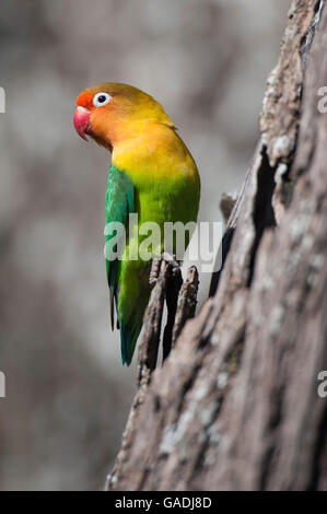 Fischers Lovebird (Agapornis Fischeri), Serengeti Nationalpark, Tansania Stockfoto