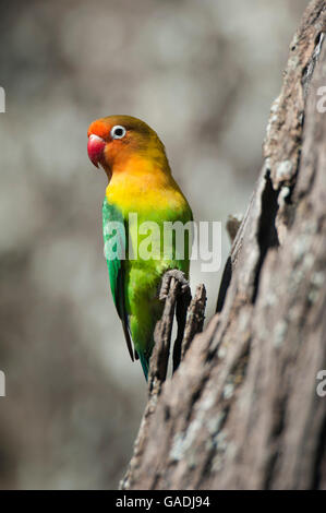 Fischers Lovebird (Agapornis Fischeri), Serengeti Nationalpark, Tansania Stockfoto