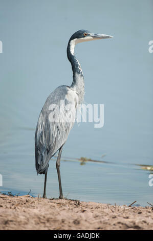 Black-headed Reiher (Ardea Melanocephala), Serengeti Nationalpark, Tansania Stockfoto