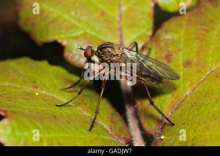 EmpId Fly Stockfoto