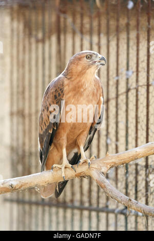 Ein Raubvogel gehalten im Zoo in Tozeur, Tunesien. Stockfoto