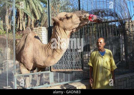 TOZEUR, Tunesien - 16. September 2012: Ein Arbeiter in einem Zoo steht neben einem Kamel trinken aus einer Flasche in Tozeur, Tunesien. Stockfoto