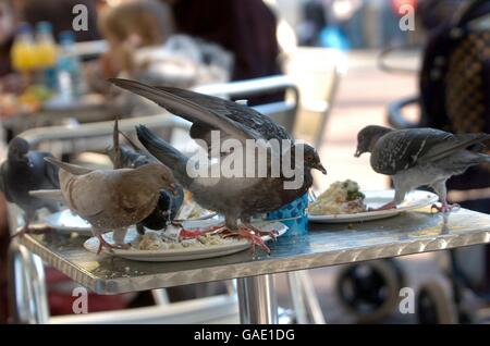 Stock - Tiere - Taube. Tauben verschlingen Reste auf einem Kaffeetisch Stockfoto