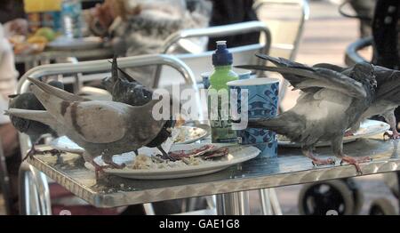 Stock - Tiere - Tauben. Tauben verschlingen Reste auf einem Kaffeetisch Stockfoto