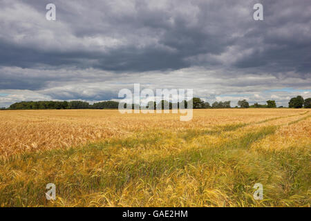 Eine dramatische Sommerlandschaft mit den Texturen und Mustern eine goldene Gerstenfeld, Bäume und Wälder unter Gewitterhimmel. Stockfoto