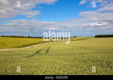 Malerische Sommerlandschaft mit der sanften urbaren Ackerland die Yorkshire Wolds bei bewölktem Himmel blau. Stockfoto