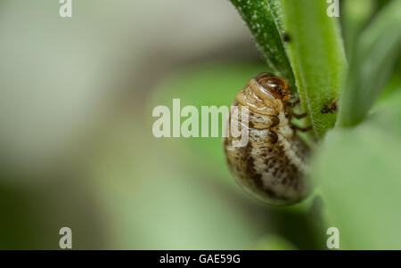 Rosemary Beetle Larve (Chrysolina Americana) auf Lavendelpflanze Stockfoto