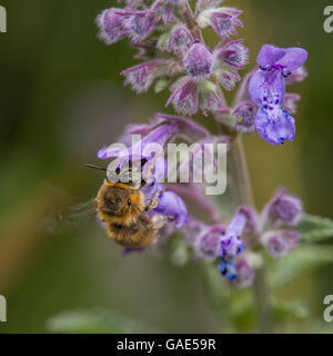 Kleine Blume Biene (Anthophora Bimaculata) Stockfoto