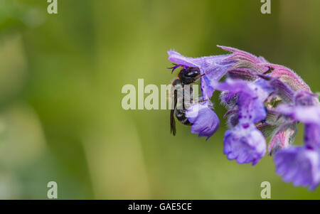 Mauerbiene Osmia Caerulescens auf Katzenminze Stockfoto