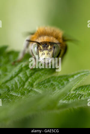 Kleine Blume Biene (Anthophora Bimaculata) - Gesicht auf Porträt Stockfoto