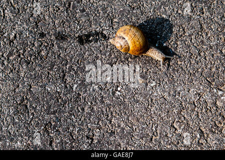 Burgunder Schnecken, römische Schnecke, essbare Schnecken oder Weinbergschnecke (Helix Pomatia) auf asphalt Stockfoto