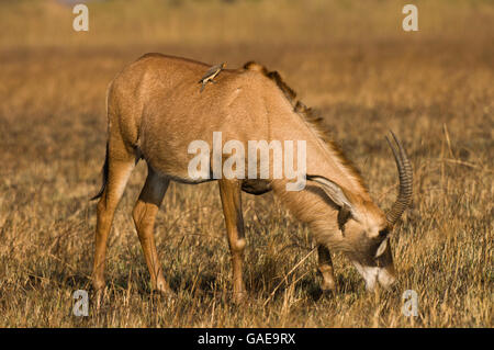 Roan Antilope (Hippotragus Spitzfußhaltung), Busanga Plains, Kafue Nationalpark, Sambia, Afrika Stockfoto