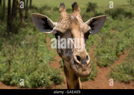 Rothschild-Giraffen (Giraffa Plancius Rothschildi), Porträt, Giraffe Center, Nairobi, Kenia, Afrika Stockfoto