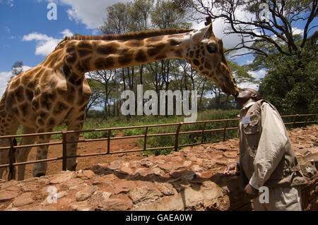 Rothschild-Giraffen (Giraffa Plancius Rothschildi) und Torwart, Giraffe Center, Nairobi, Kenia, Afrika Stockfoto