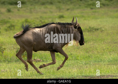 Gnus (Connochaetes Taurinus), Amboseli Nationalpark, Kenia, Afrika Stockfoto