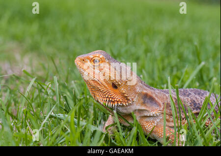 Bartagame laufen frei im Rasen Stockfoto