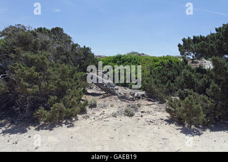 Sanddünen von es Trenc auf spanischen Insel mallorca Stockfoto