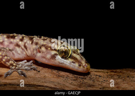 Mediterranes Haus Gecko (Hemidactylus Turcicus), auch genannt türkische Gecko oder Mond Eidechse auf Baumstamm Stockfoto