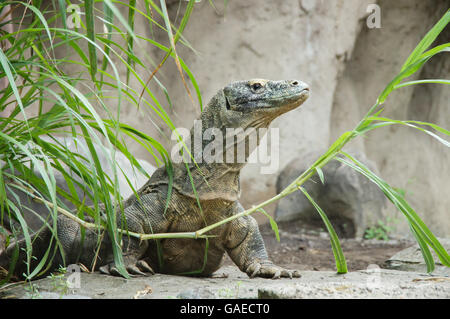 Komodo Dragon Varanus komodoensis ist der größte lebende Echse der Welt. Indonesien. Stockfoto