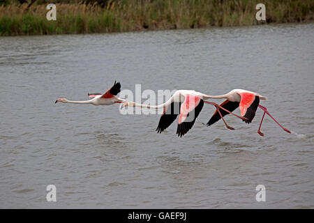 Drei größere Flamingo Phoenicopterus Roseus im Flug Parc Vogelwarte Camargue Nationalpark Frankreich Stockfoto