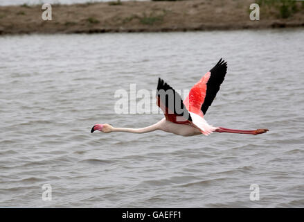 Mehr flamingo im Flug Parc Ornithologique Nationalpark camargue Frankreich Stockfoto