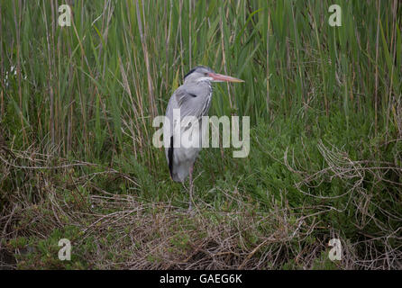 Einzelne Graureiher Ardea Cinerea stehenden Schilf Camargue-Frankreich Stockfoto