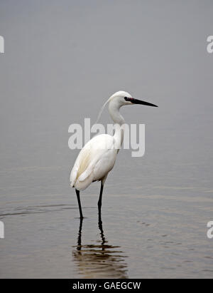 Kleiner Reiher Egretta Garzetta waten im Salz-Sumpf Frankreich Camargue Stockfoto