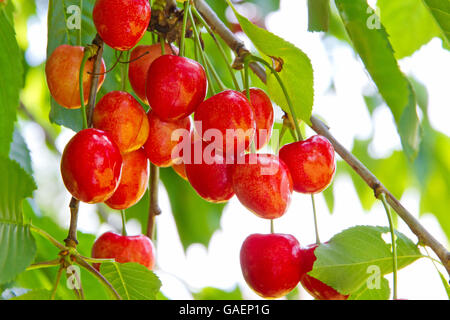 Rote Kirschen an einem Baum Stockfoto