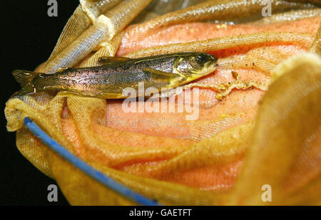 Während eines Tages der offenen Tür wird den Medien ein frisch geschlüpfter Lachs gezeigt, der erklärt, wie der Lachs in der Kielder Hatchery in Northumberland gezüchtet wird. Stockfoto