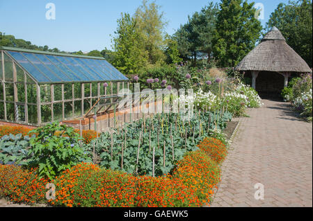 Elefant-Knoblauch und Marigoldsin vor einem strohgedeckten Dach Sommerhaus im Obst- und Gemüsegarten am RHS Rosemoor in Devon Stockfoto