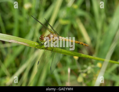 Weibliche ruddy darter Dragonfly (Sympetrum sanguineum) in der Wiese Stockfoto