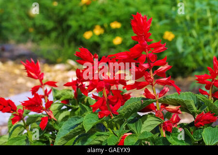 Feuersalbei - Salvia Splendens oder Scarlet Salbei im Sommergarten Stockfoto